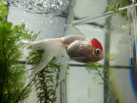 金魚を初めてお迎えしました今日気づいたのですが尾びれがギザギザになっています Yahoo 知恵袋