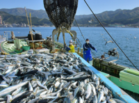 釣った魚を刺身にして食べても 意外と寄生虫とか問題ないのですか 釣り人 Yahoo 知恵袋