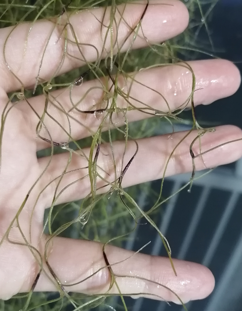 ウスネオイデスについて質問です ウスネオイデス細葉が同じ部分が Yahoo 知恵袋