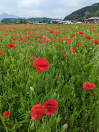 この花は何という花ですか 今の時期に咲いています あと これに似た赤い花 Yahoo 知恵袋