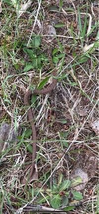 北海道 美瑛で5月に見つけたヘビなのですがなんてゆうヘビでしょうか？全長15センチ位で横幅1.5〜2cmくらいでした！ 