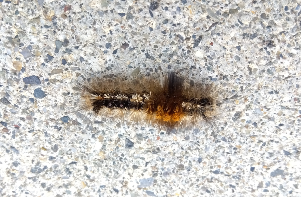 庭で変わった形の毛虫？を発見しました 背中に茶色い毛を巻いて（纏って）いる様に見えるのが特徴です。 何の幼虫かわからず害虫なのか分からないのでご存じの方がいれば教えて頂きたいです。