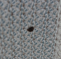 アパートの部屋のカーテンに小さな虫がいました 閲覧ありがとうございま Yahoo 知恵袋