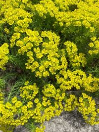 この黄色い花の名前を教えて下さい 菜の花やあぶらなのように背が Yahoo 知恵袋