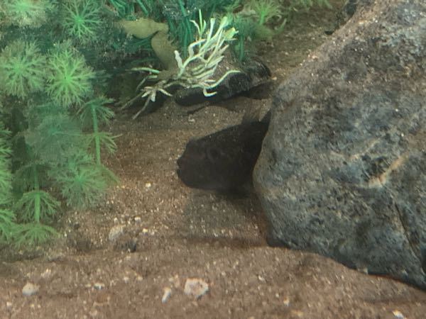 これなんていう魚か分かりますか？赤穂海浜公園の博物館で撮影しました。