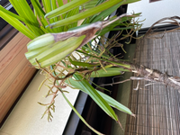 写真のシュロチクに葉っぱとは別の芽みたいなのが生えてきましたが これ Yahoo 知恵袋