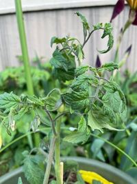 ミニトマトの成長点や葉っぱに元気がないです 3日前にプランター Yahoo 知恵袋