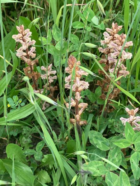 この花の名前はなんでしょうか ヤセウツボかと思います Mi Yahoo 知恵袋