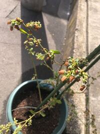 サザンハイブッシュのブルーベリーを2年前に植えたのですが 今年 花が咲いても枯 Yahoo 知恵袋