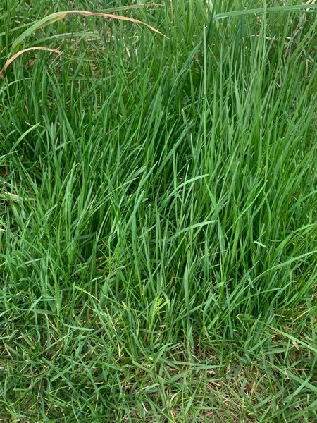 この草はなんという草ですか？