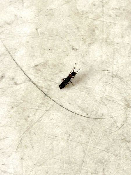 この虫はヤマトシロアリの羽なしだと聞きました 突然マンションの玄関に5匹 Yahoo 知恵袋