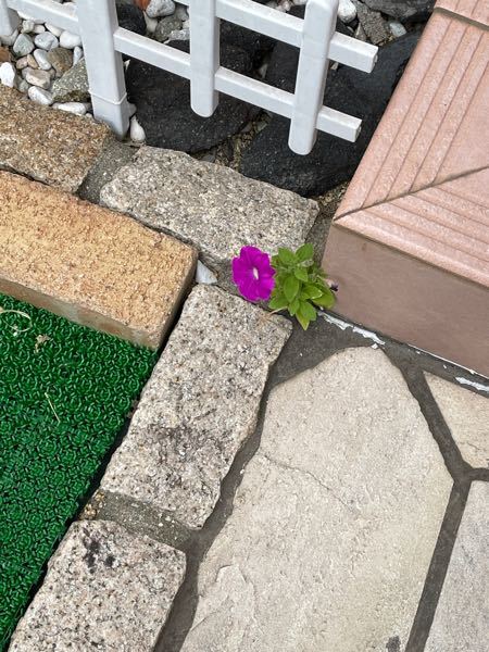 これはなんの花ですか 知らないうちに家の花壇のブロックの隙間に生えていま Yahoo 知恵袋