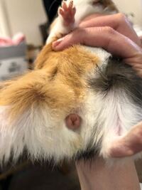 モルモットの雌雄判別をしたいと考えています 前回の糞の写真に引き続き 今回 Yahoo 知恵袋