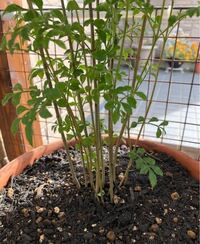 シマトネリコの苗を購入し鉢に植え替えました。 元気に少しずつ大きくなり丈は50センチほどになったのですが、株が10本以上あります。
小さな株を抜いてもう少し減らした方がいいのでしょうか？