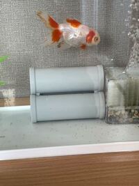 金魚の卵について 飼って3日目の金魚がいます 帰ってきたら朝はなかったんですが Yahoo 知恵袋