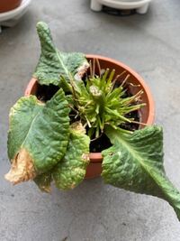 プリムラ ポリアンサの夏越しについて 冬にスーパーでポリアンサ Yahoo 知恵袋