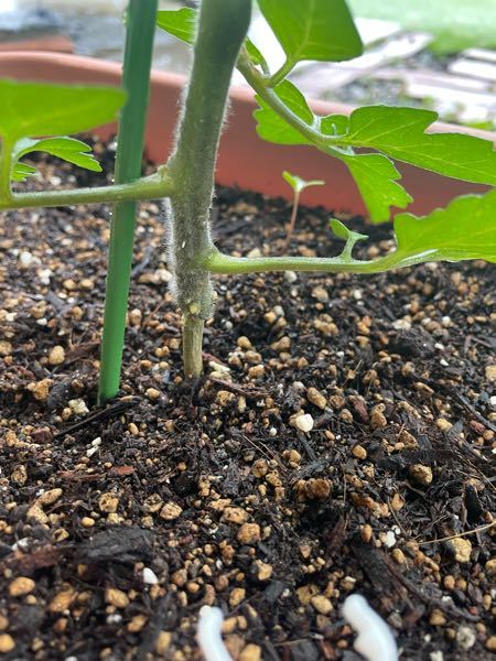 ミニトマトの台木(ナス)がしわしわで細いです。 そのまま何もせず育てて大丈夫でしょうか？ 花もだいぶついて台木より上はとても元気です。 わき芽も出てくる度にかき、トマト専用の追肥も適度に与えています。