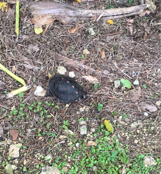 先月ですが宮古島へ行ったさい 亀が歩いていました。 動きも速く野生の亀か 逃げてきたか亀かわかりませんが 何ていう亀でしょうか？