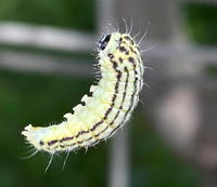 この幼虫の名前はなんですか 庭の木にたくさん見かけました 葉っぱが食い荒らされ Yahoo 知恵袋