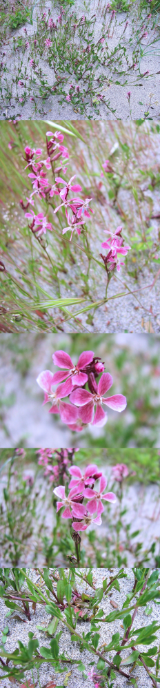 ５月の海岸にあった植物です。 海辺の砂地に直径１ｃｍくらいのピンクの花を数輪咲かせています。 何というの名前の植物でしょうか？？