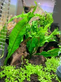 アクアリウム 水草の茎から根が出ています アクアリウム初心 Yahoo 知恵袋