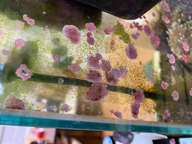 熱帯魚を飼っている海水水槽の赤コケ についてです 水槽壁面や機器類にこびりつい Yahoo 知恵袋