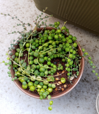 グリーンネックレス育て方教えてください 画像のように萎んでツヤがありません Yahoo 知恵袋