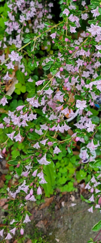 これは何という花でしょうか 木のような草のような 今の時期にピン Yahoo 知恵袋