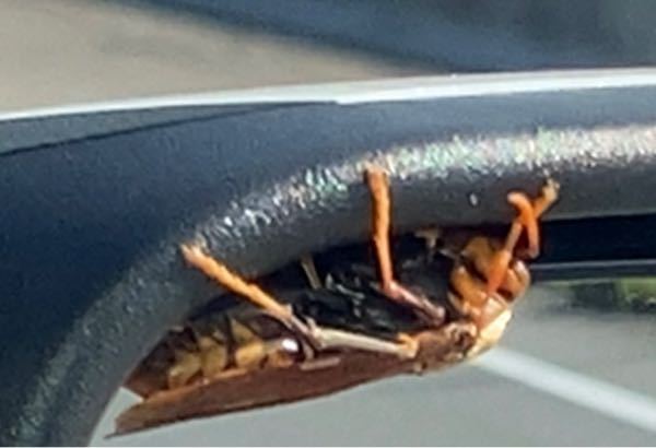 車のミラーに蜂がついて車出れません。なんのハチで危険性ありますか？