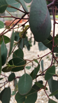 初めて質問します 庭でユーカリポポラスを鉢植えで育てているのですが 写真のよう Yahoo 知恵袋