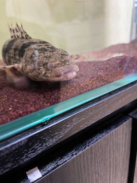 90×60×45の水槽でポリプテルスエンドリケリーは飼育できますか 