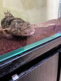 ポリプテルスエンドリケリーです 飼い始めて3年ほどです 毎日餌は クレス Yahoo 知恵袋