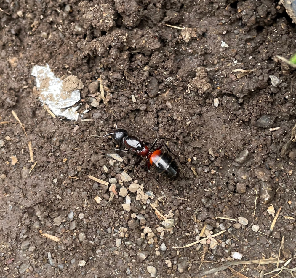 これは蟻ですか？ 公園で見つけました。全長1.5cmくらいの大きさでした。