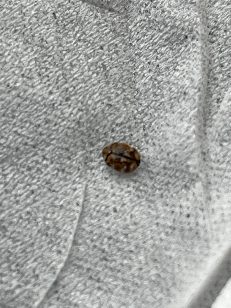 時々 ベッドや窓付近カーテンにこの虫が居ます ダニでしょうか 1 2ﾐﾘ程のモ Yahoo 知恵袋