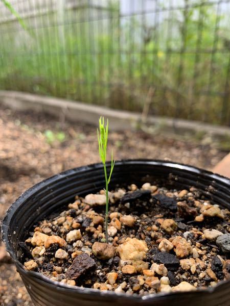 家で地植えしているアスパラから採れた種を植えたら、 忘れた頃に発芽しました。 これは、アスパラでしょうか？雑草でしょうか？
