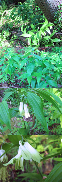 ５月の低山に群生していた植物です １つの幹から２つの下向きの花が下がっています Yahoo 知恵袋