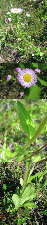 ５月の低山にあった植物です 花は白いのかピンクなのかよく分かりません Yahoo 知恵袋