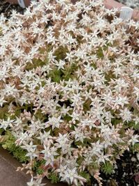 多肉植物のパリダムの花が咲いたのですが この後はカットした方がいいのでしょうか Yahoo 知恵袋