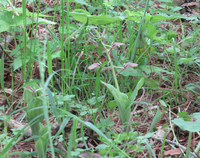 セッコクの冬の置き場を教えてください 以前より石斛 友人より頂いた を野外 Yahoo 知恵袋