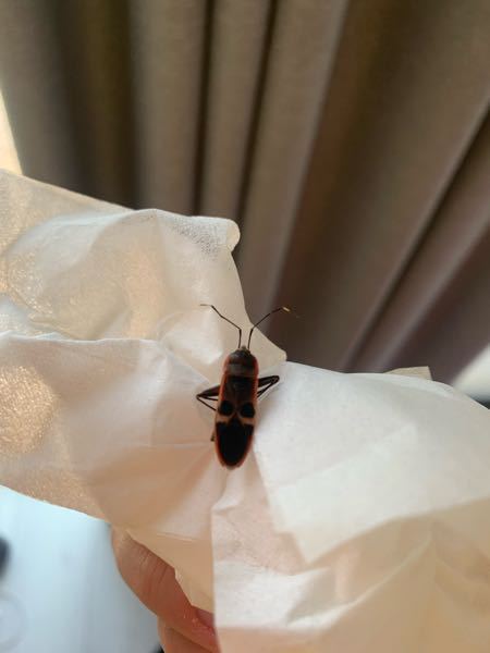 この虫何かわかりますか？