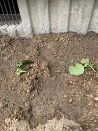 除草剤（ラウンドアップマックスロード）を10年間撒き続けた庭で野菜は育ちますか？ 最近では3週間前にラウンドアップマックスロードを庭に撒きました。
その後雑草が枯れてから、昨日野菜の苗を植えてみたのですが、キュウリとナスの茎がふにゃふにゃになり、だめになりそうです。
肥料は撒いたのですが、やはり除草剤で土がだめになったのでしょうか？