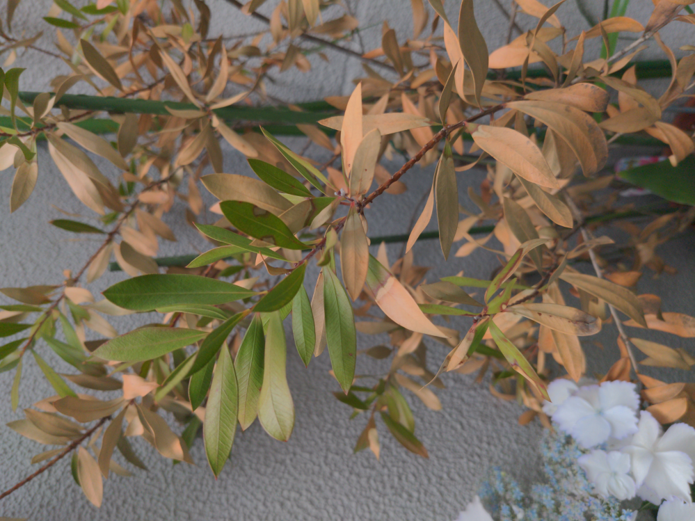 失礼します！ 我が家にあるブラシの木が茶色い葉っぱになってきたので、捨てようとしていたのですが、少し大きめの鉢に植え替えて見たら穂先に綺麗な緑色の葉っぱが出て来ました！ これは、下の部分の茶色...
