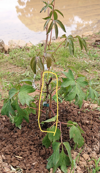 この牡丹 黄色で囲ってる部分は芍薬の茎でしょうか それと育てるにあた Yahoo 知恵袋