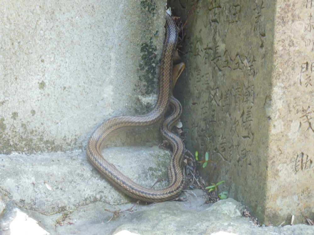 これは福岡県のある田舎で見た蛇なのですが、これってどんな種類の蛇なのでしょうか。毒持ちの種類とかでしょうか。もし詳しい方いましたら教えてください。