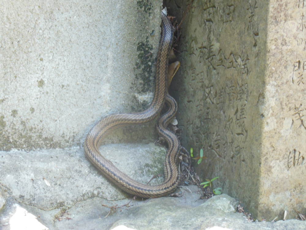 これは福岡県のある田舎で見た蛇なのですが これってどんな種類の蛇なのでしょうか Yahoo 知恵袋