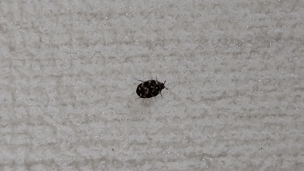 この虫の正体が知りたいです。 大きさは1mmから2mmくらいで、 茶色っぽい体に白い斑点があります。 いつも1体だけいて、駆除しても次の日にはまた現れます。 この虫の名前や、駆除の仕方などの情報が欲しいです。 よろしくお願いします。