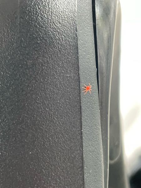 この虫の名前なんて言いますか？この小さくて赤いやつです、