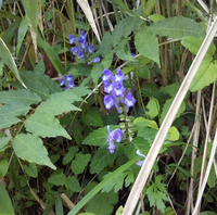 この花の名前を教えてください タツナミソウの仲間でしょうか 福岡 林道脇 5 Yahoo 知恵袋