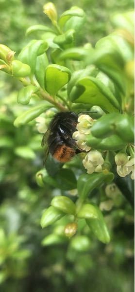 このハチは何バチでしょうか？ 西洋ミツバチと日本ミツバチの画像見たけど、なんか違う気がします。
