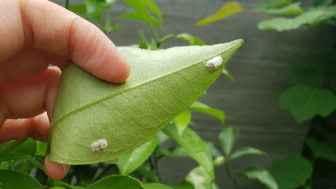 花ゆずを剪定しようとしたら 葉のうらに綿状のものがたくさんついていました Yahoo 知恵袋